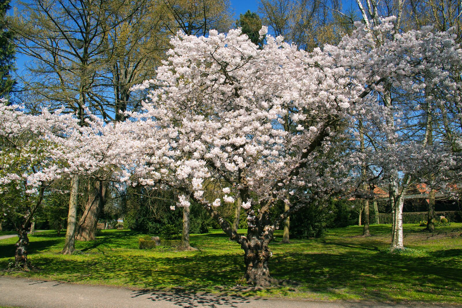 Canon EOS 50D sample photo. White, flowers, flowering photography