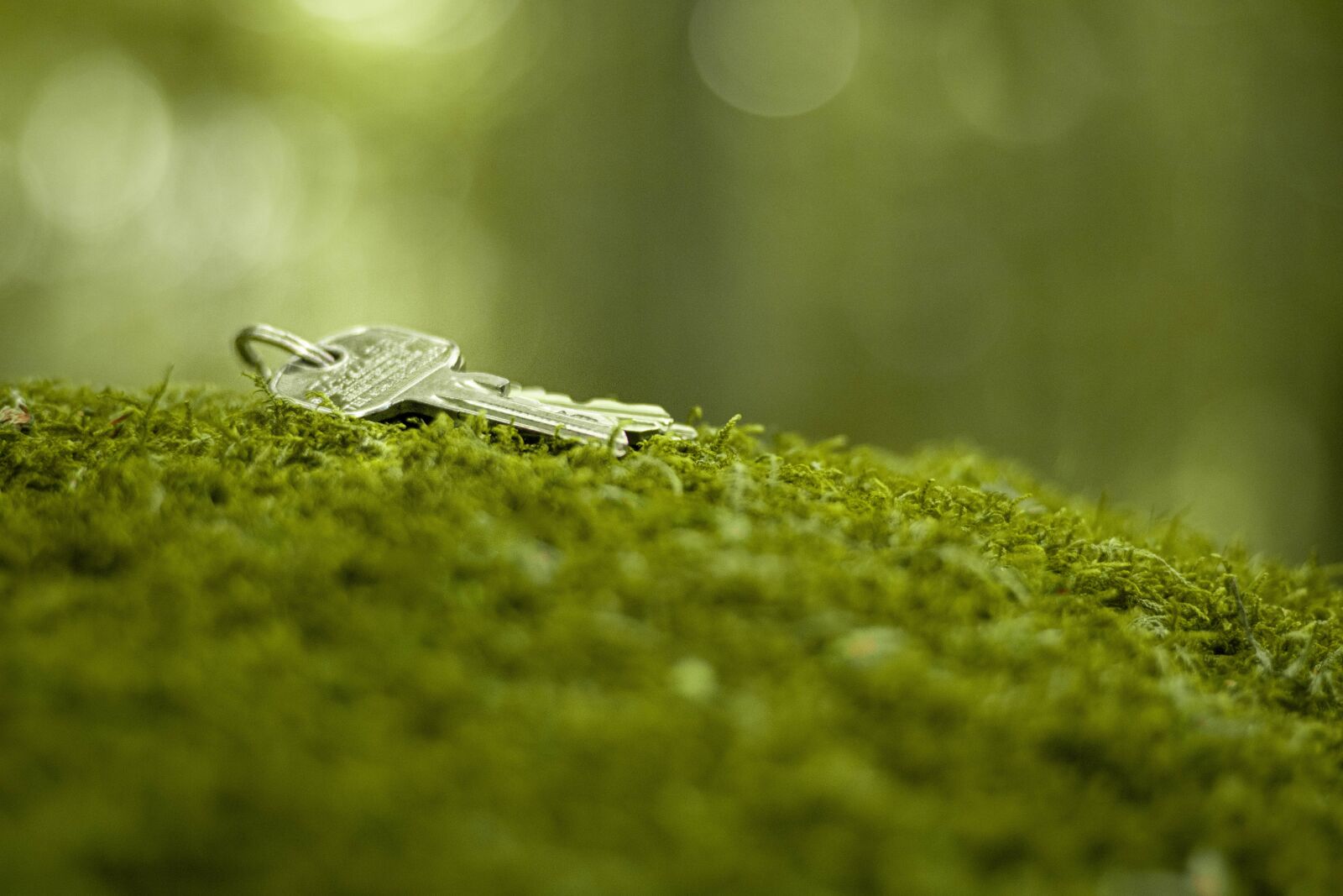 Canon EOS 80D sample photo. Key, moss, nature photography