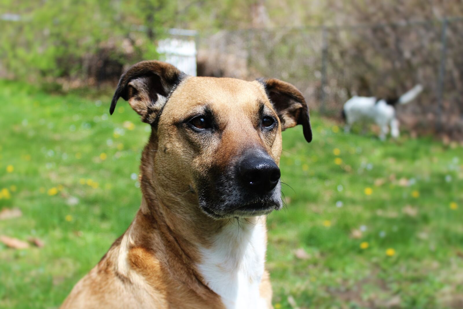 Canon EOS 1200D (EOS Rebel T5 / EOS Kiss X70 / EOS Hi) sample photo. Dog, face, outside, rescue photography