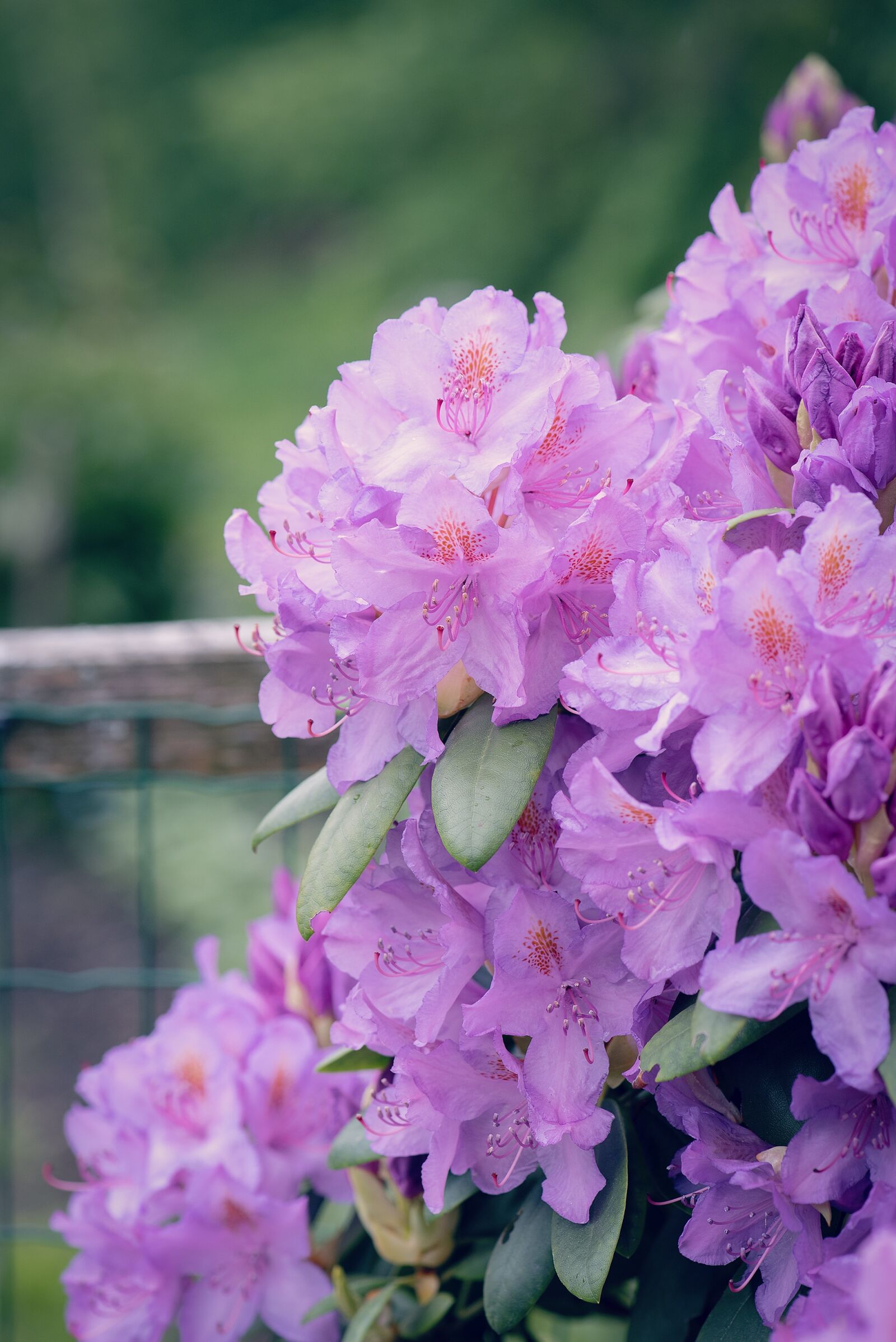 Nikon D750 sample photo. Rhododendrons, plant, flower garden photography