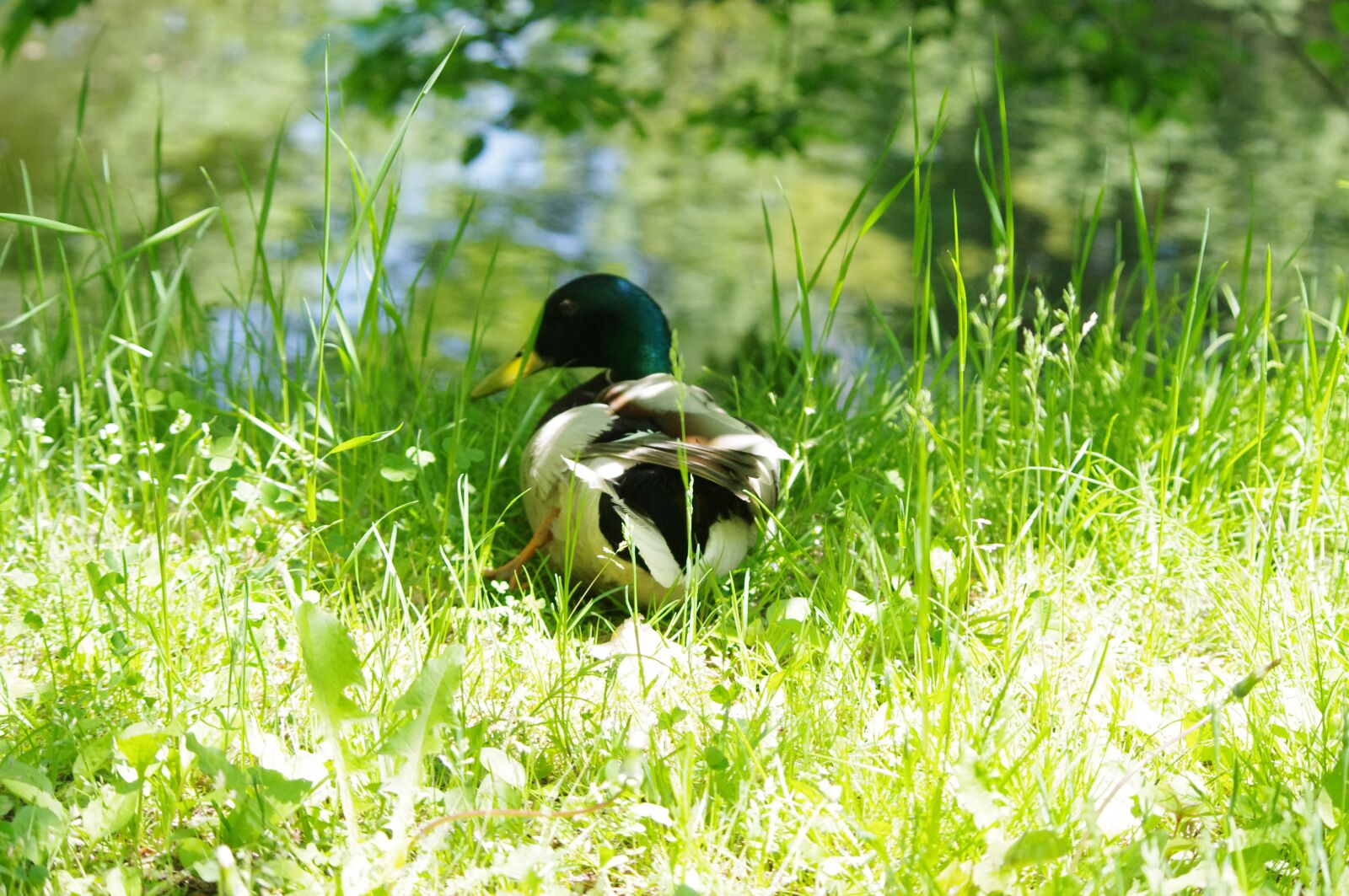 Pentax K-r sample photo. Duck, bird, nature photography