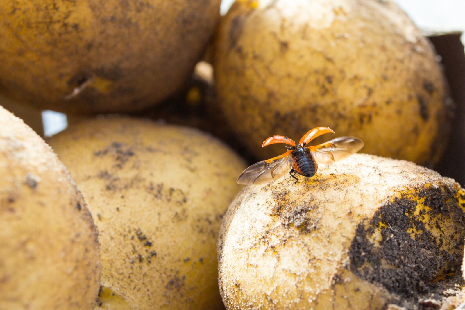 Nikon D3100 sample photo. Ladybug, potato, flying photography