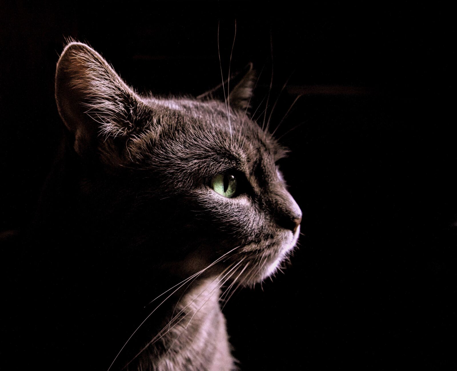 Sony a6000 sample photo. Cat, pets, animal photography