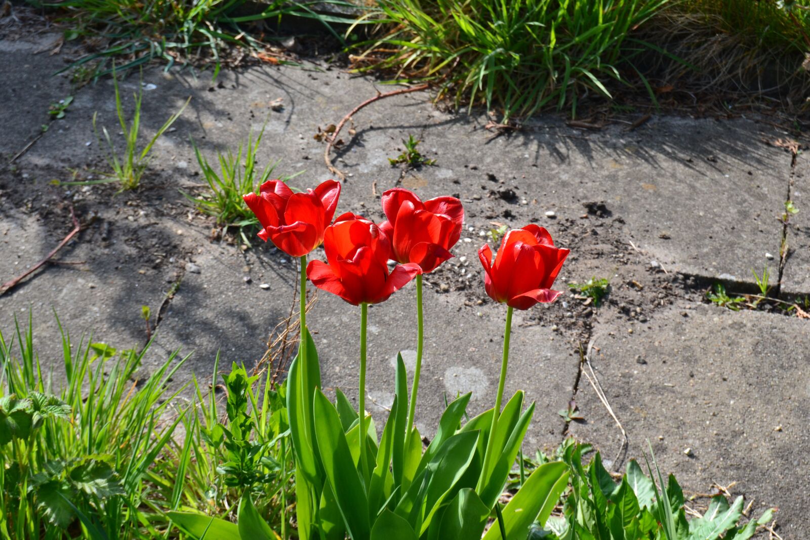 Nikon D3100 sample photo. Poppy, flower, roadside photography