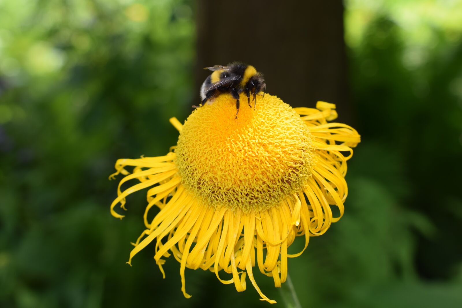 Nikon D5300 sample photo. Bee, yellow, close up photography