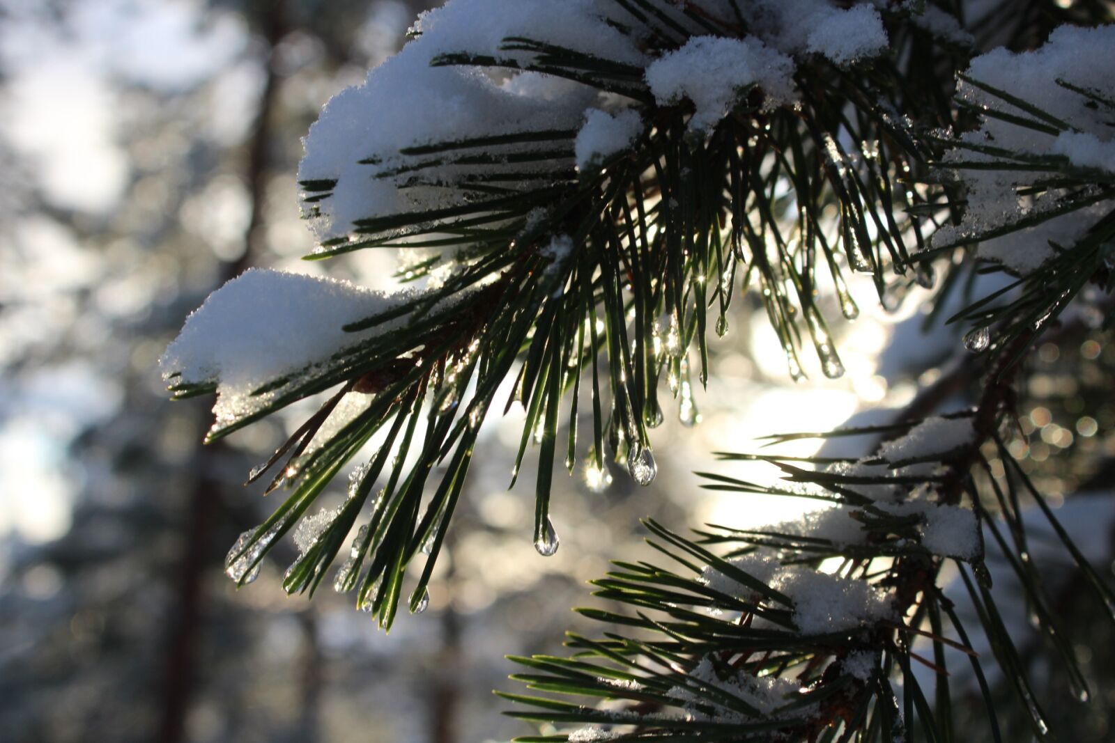 Canon EOS 1300D (EOS Rebel T6 / EOS Kiss X80) sample photo. Tree, winter, outdoors photography