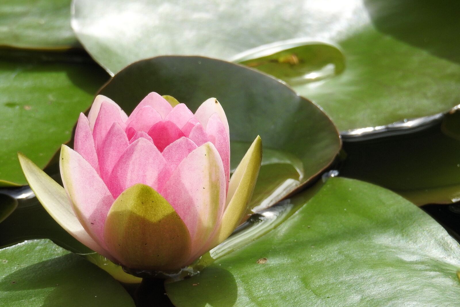 Nikon Coolpix P900 sample photo. Water lily, nuphar lutea photography