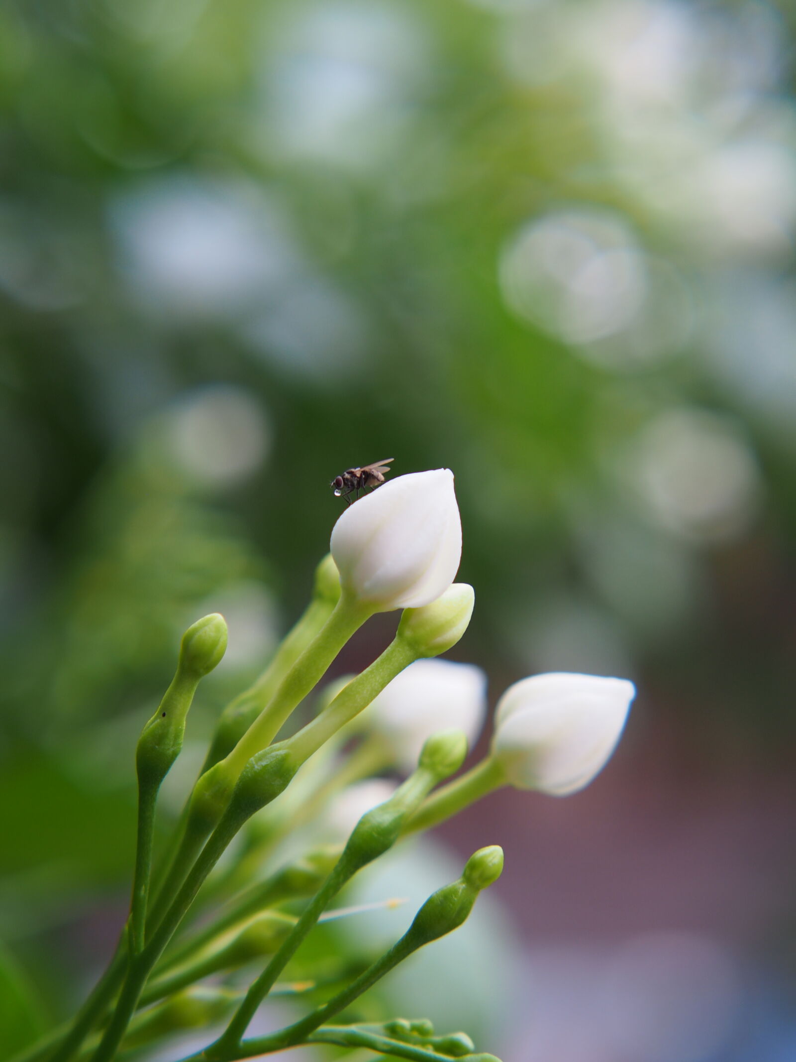 XIAOYI 42.5mm F1.8 sample photo
