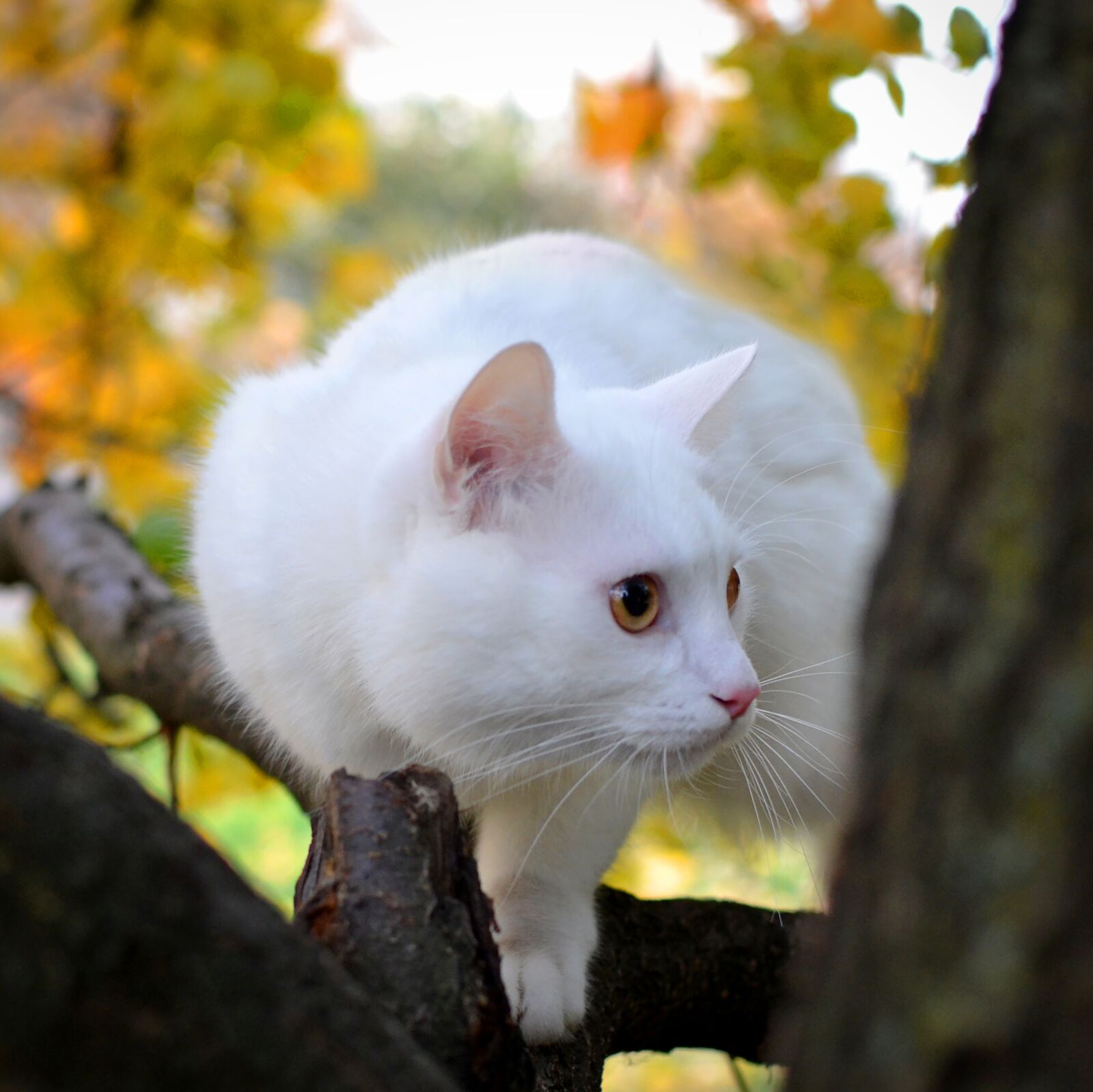 Nikon D3100 sample photo. Cat, white, kitten photography