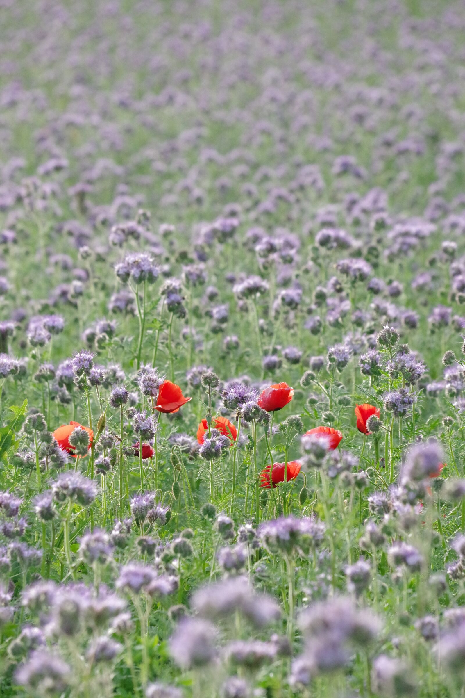 Pentax K-70 sample photo. Poppy, nature, bees photography