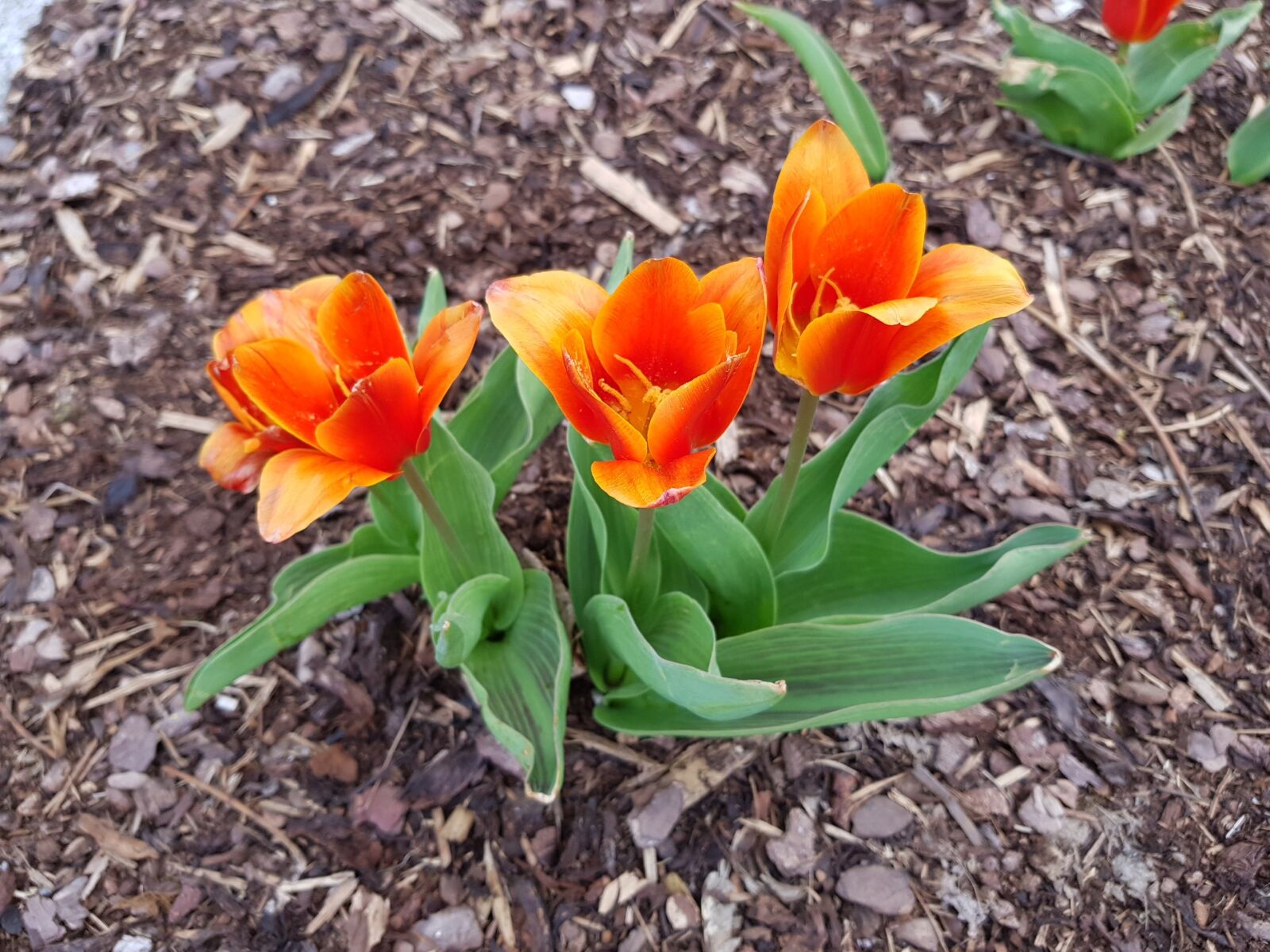 Samsung Galaxy S8 sample photo. Flower, nature, plant photography