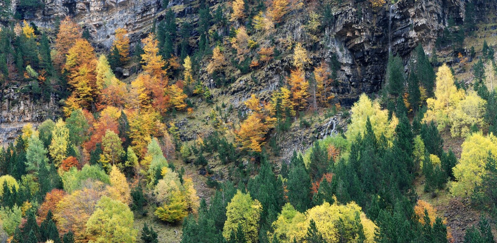 Nikon D80 sample photo. Autumn, colors, forest photography