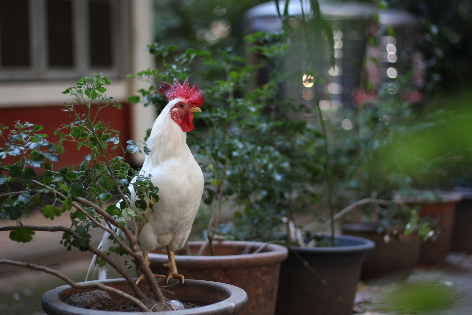 Canon EOS 550D (EOS Rebel T2i / EOS Kiss X4) sample photo. Chicken, white, domestic fowl photography