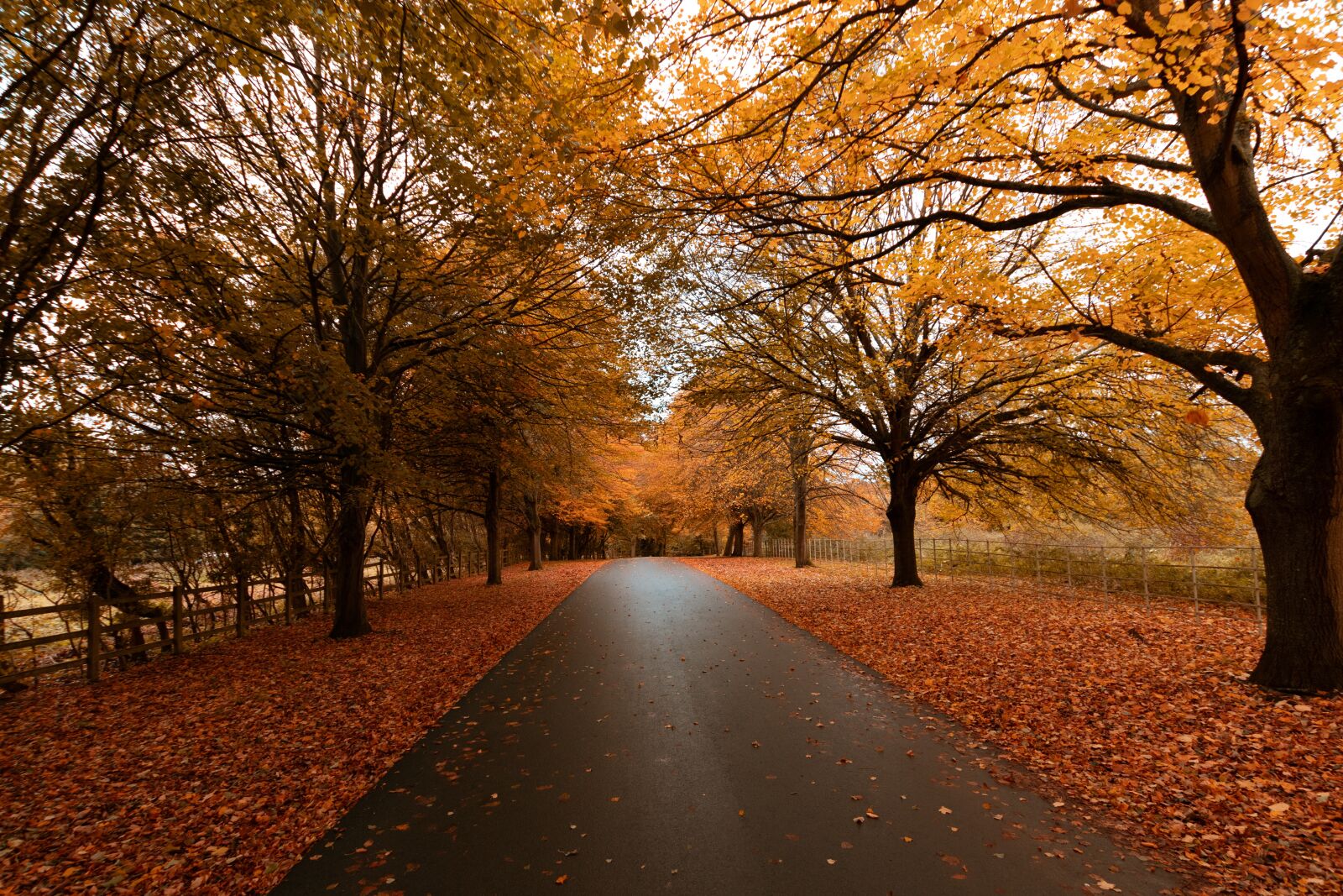 Canon EOS M5 sample photo. Autumn, tree, nature photography