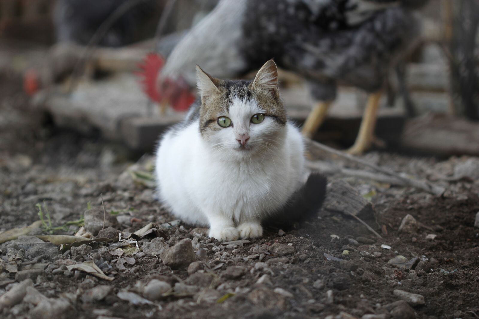 Canon EOS 550D (EOS Rebel T2i / EOS Kiss X4) sample photo. Cat, animal, animal portrait photography