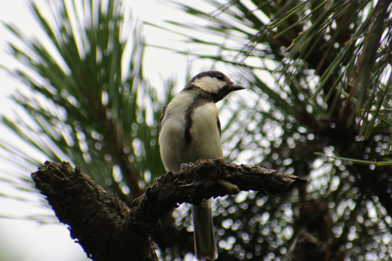 VR 70-300mm f/4.5-6.3G sample photo. Animal, forest, pine photography