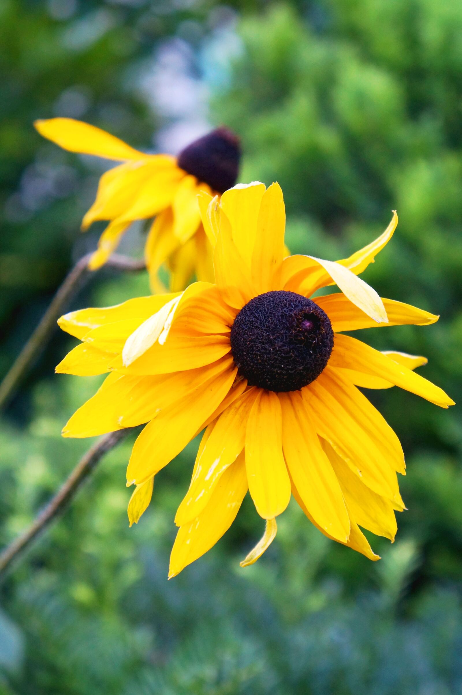 Sony Alpha NEX-F3 + Sony E 18-55mm F3.5-5.6 OSS sample photo. Sunflower, flowers, yellow photography