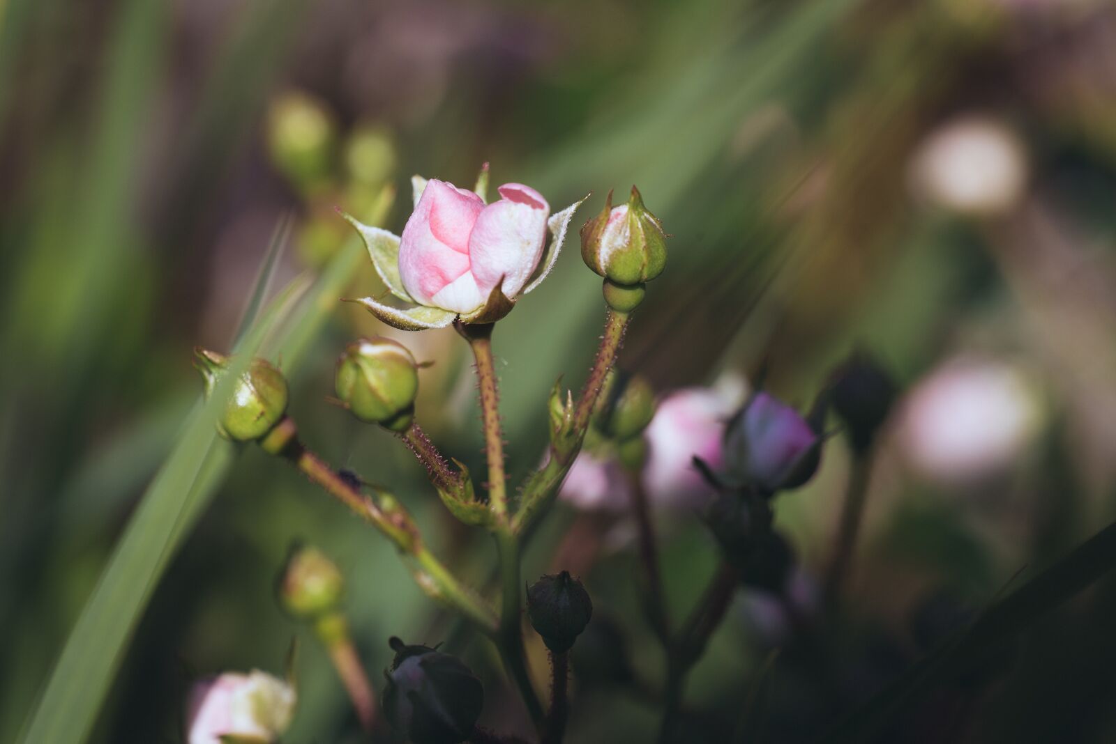 Nikon D750 sample photo. Flower, blossom, bloom photography