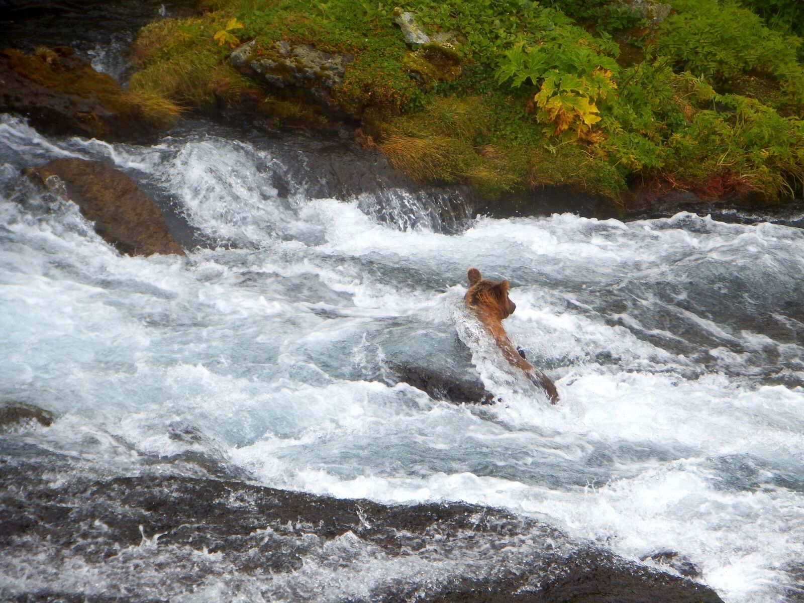 Fujifilm FinePix S1 sample photo. Bears, brown, kamchatka bear photography