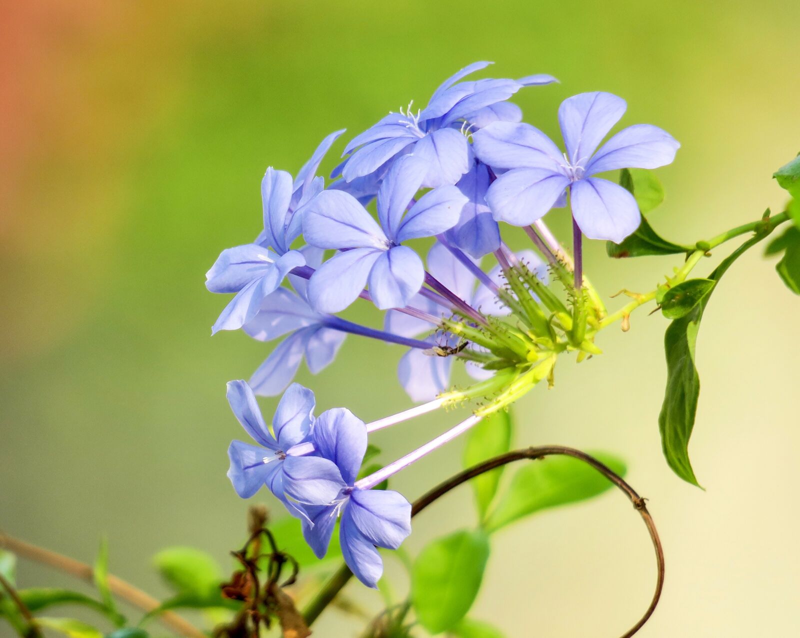 Canon PowerShot G3 X sample photo. Blue flower dan, flower photography