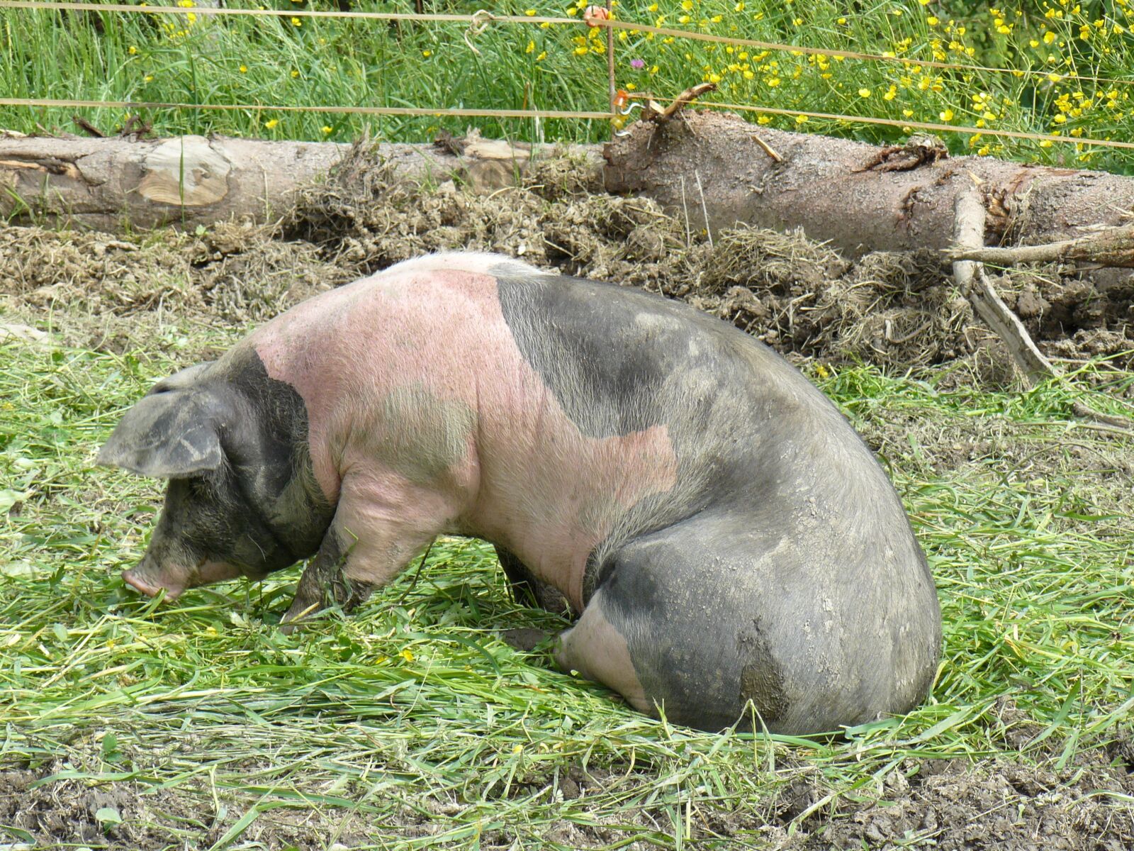 Panasonic DMC-FZ8 sample photo. Pig, sow, pasture photography