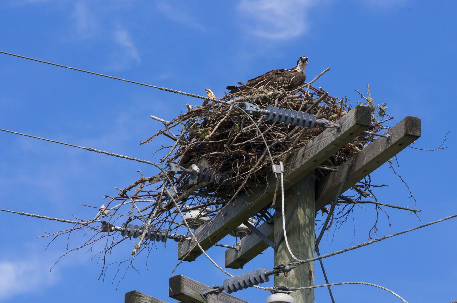 Canon EOS-1D X sample photo. Osprey, bird of prey photography