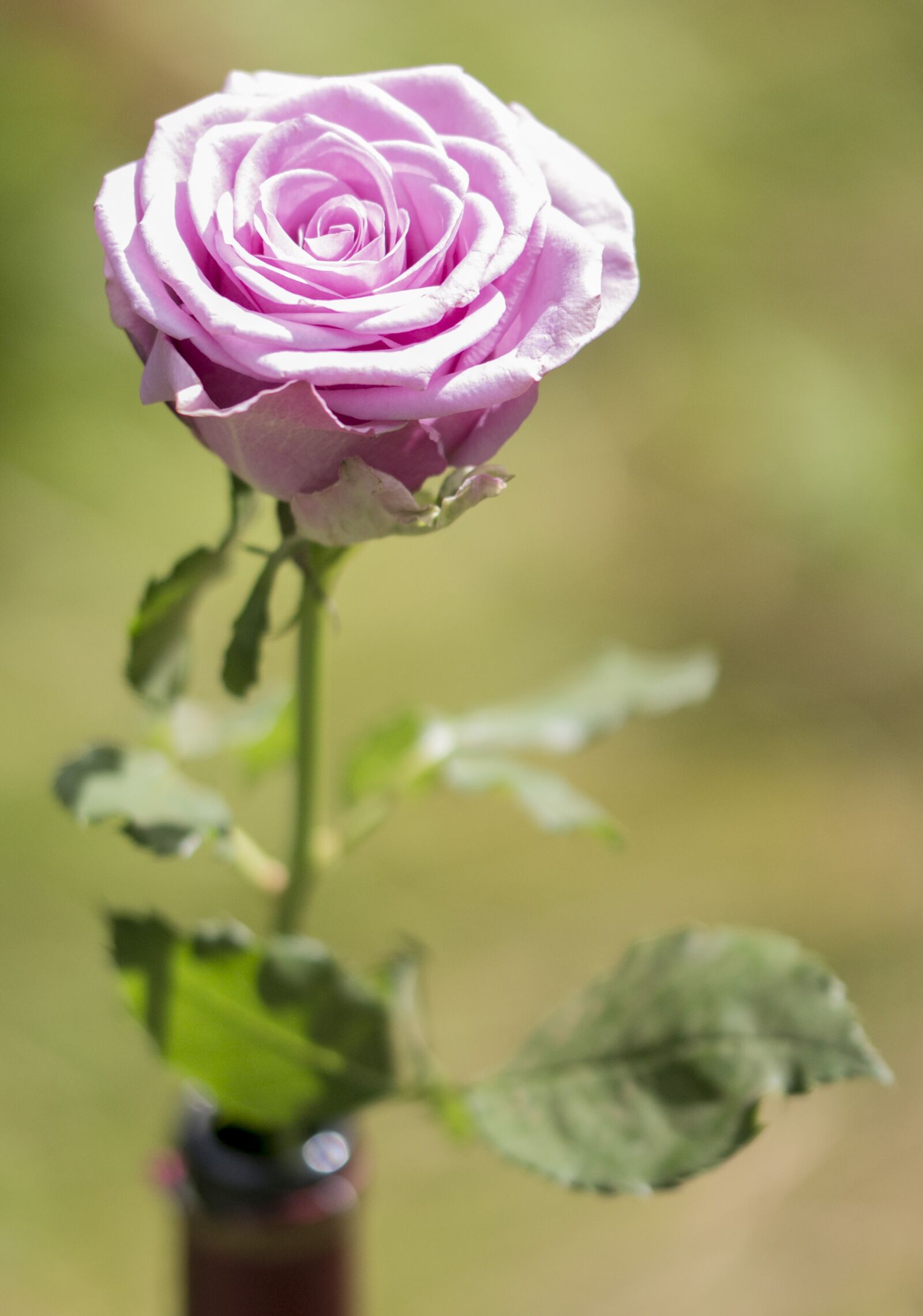 Canon EOS 70D sample photo. Flower, rose, nature photography