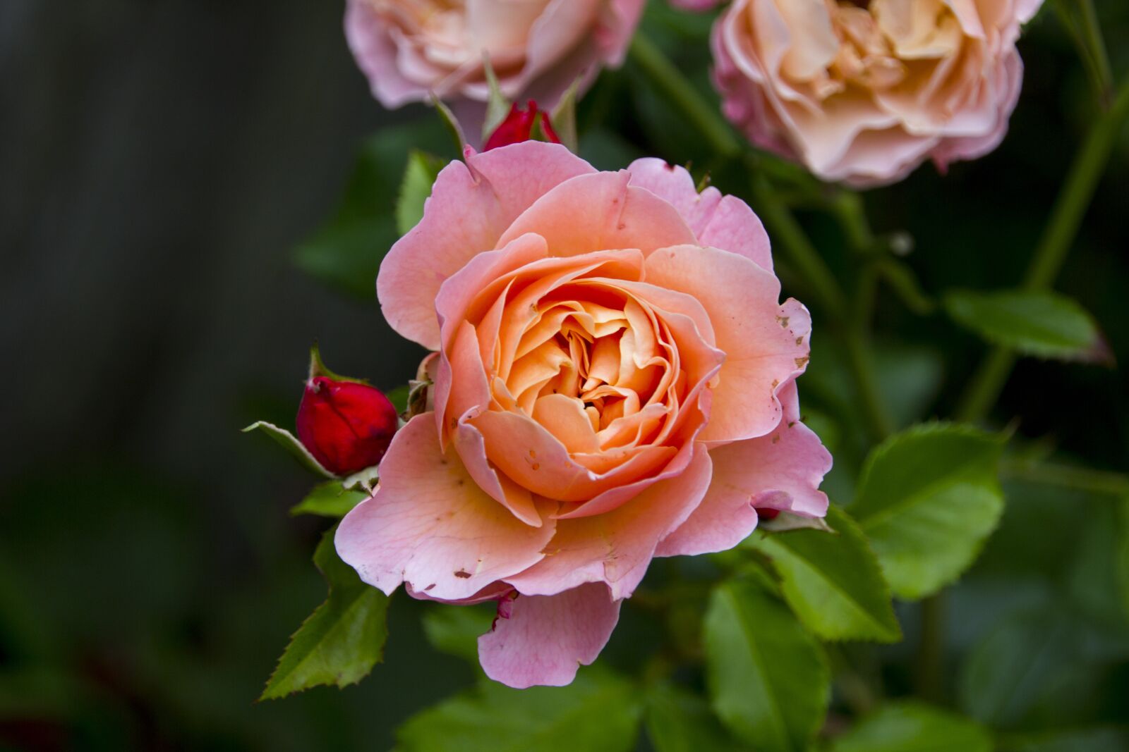 Canon EOS 60D sample photo. Rose, flower, blossom photography