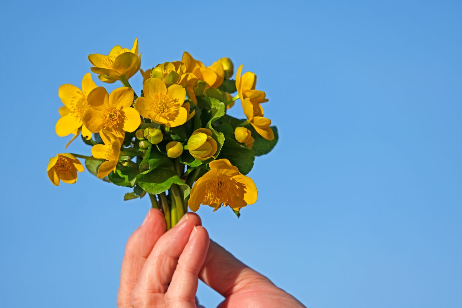 Fujifilm X-T3 sample photo. Caltha palustris, wild flower photography