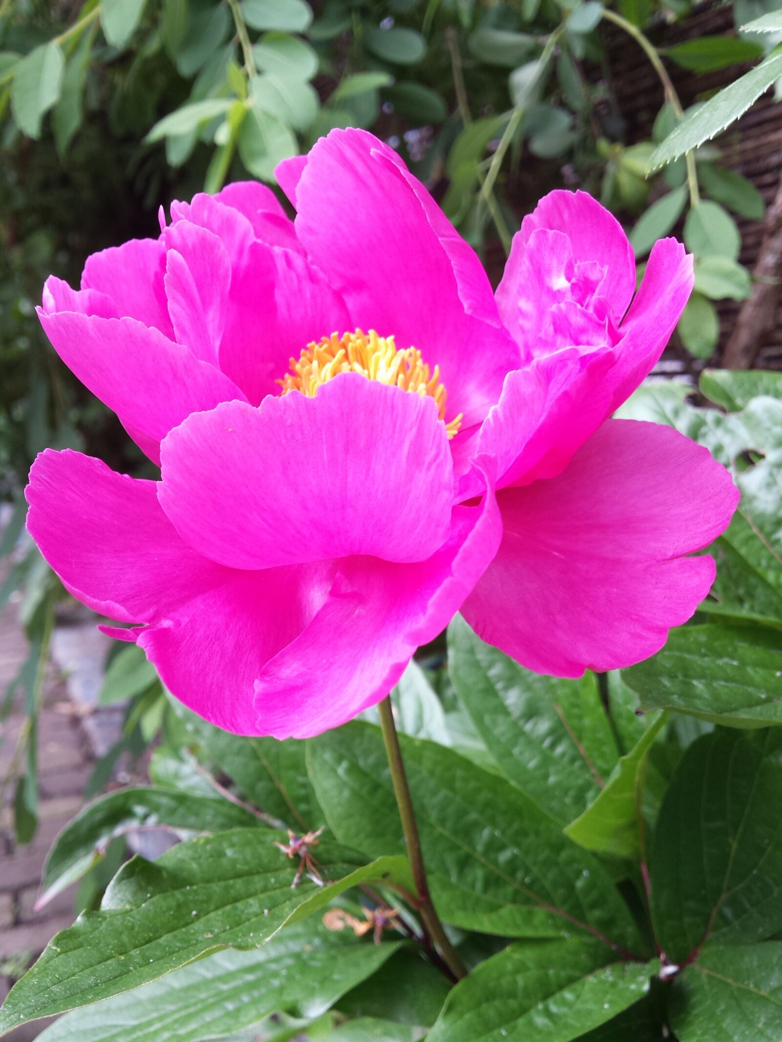 Samsung Galaxy S4 sample photo. Peony, plant, rose flowers photography
