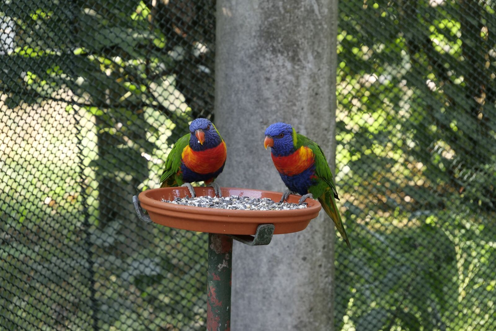 Panasonic Lumix DC-G9 sample photo. Animal world, birds, parrot photography