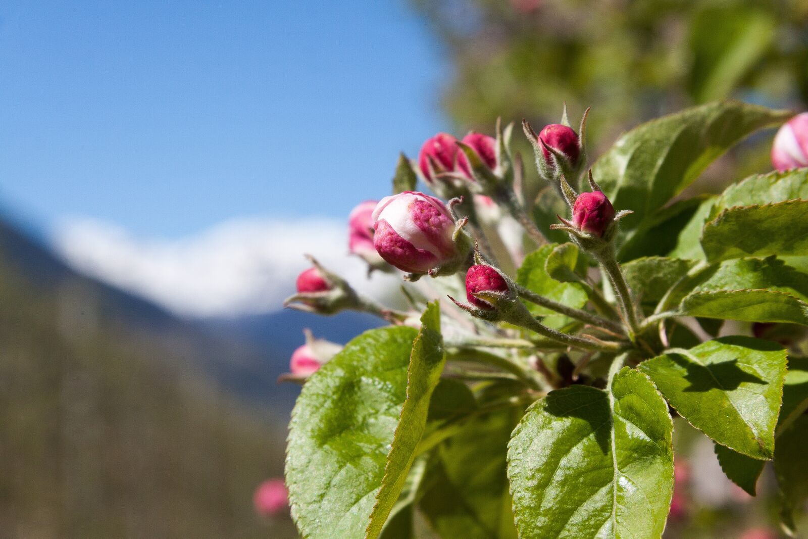 Canon EF-S 17-85mm F4-5.6 IS USM sample photo. Apple blossom, bud, trellis photography