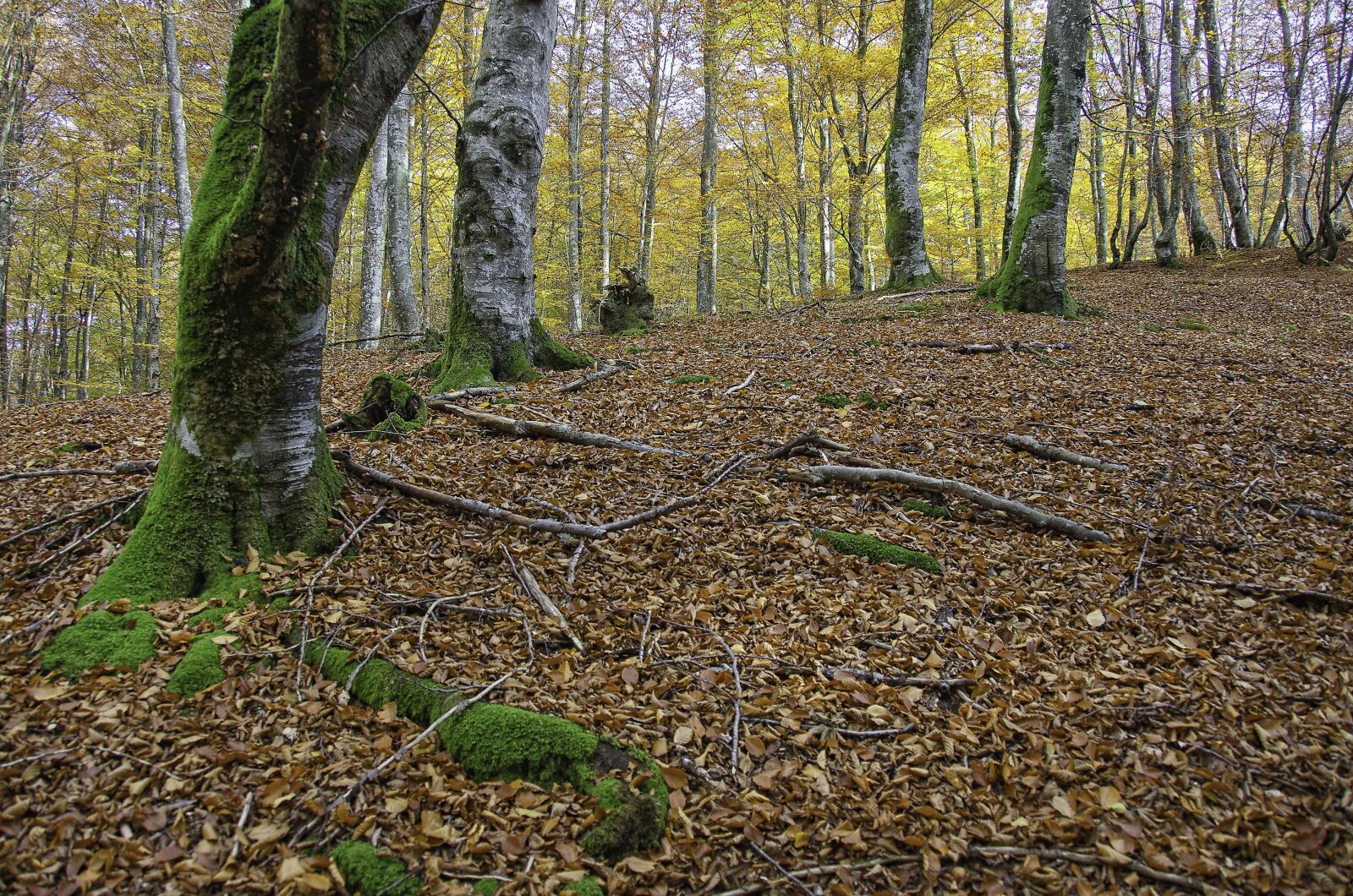 Nikon D7000 sample photo. Forest, autumn, nature photography