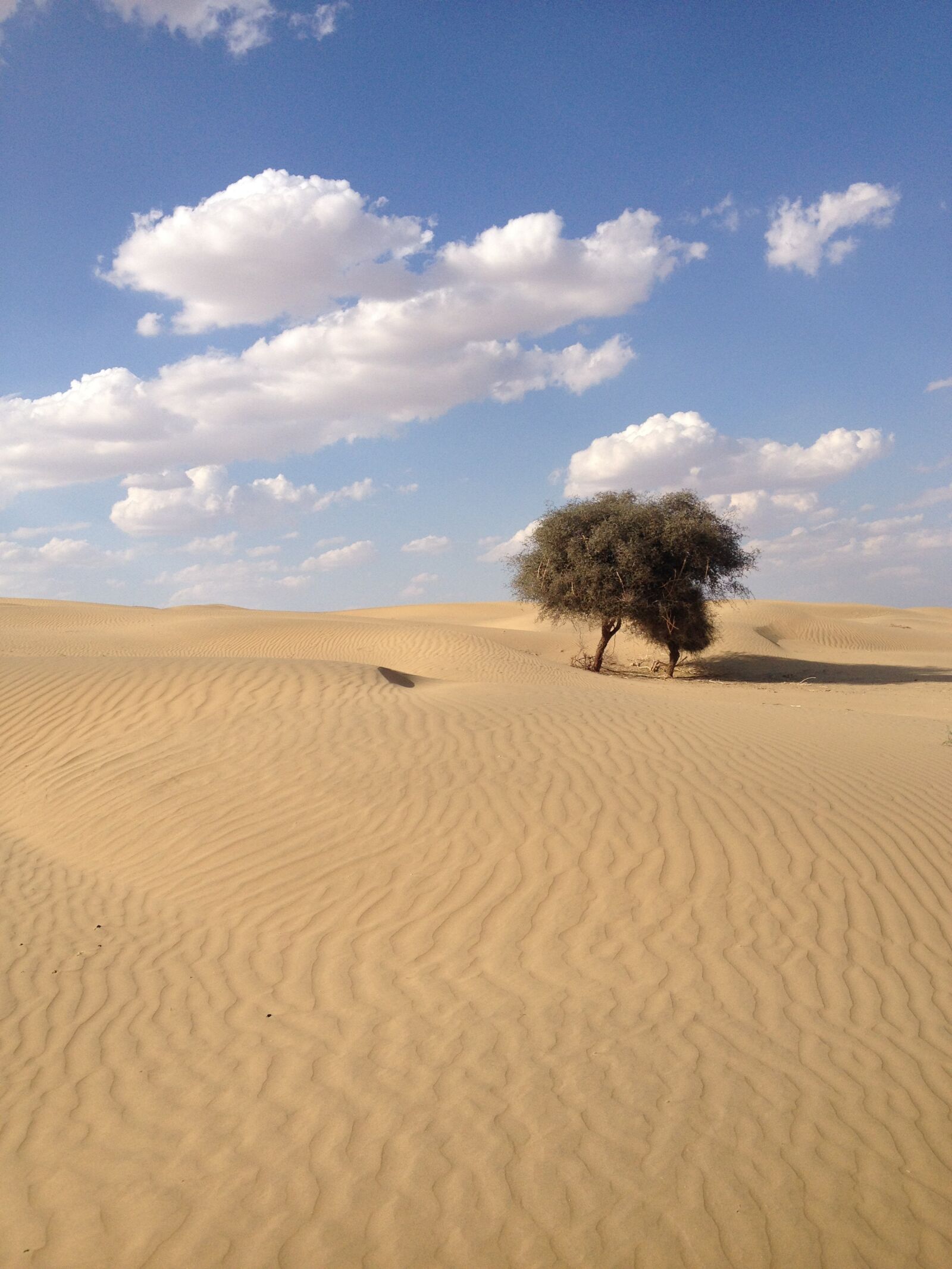 iPhone 4S back camera 4.28mm f/2.4 sample photo. Desert, india, nature photography