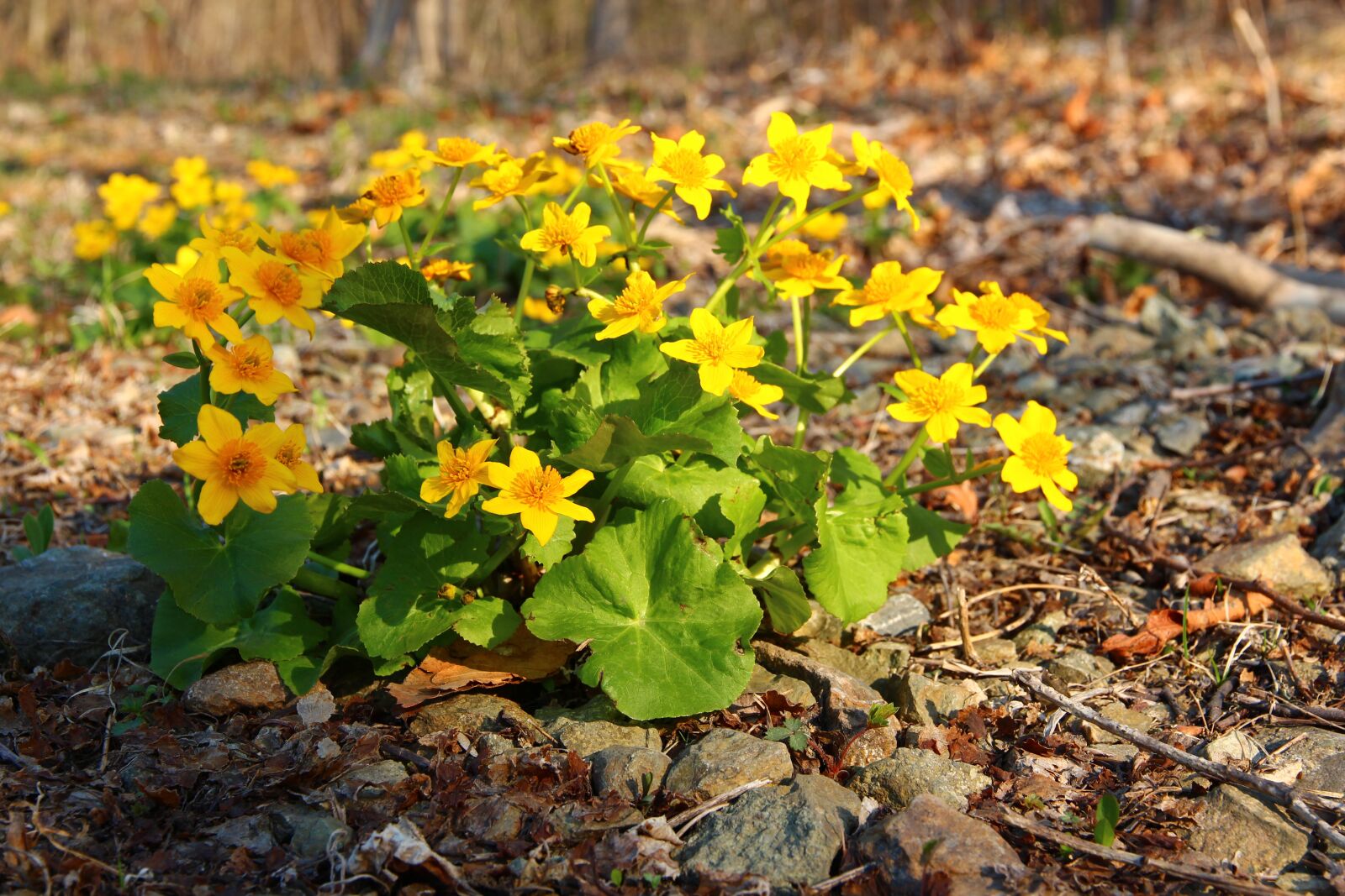 Canon EOS 650D (EOS Rebel T4i / EOS Kiss X6i) sample photo. Marigold, yellow flowers, spring photography