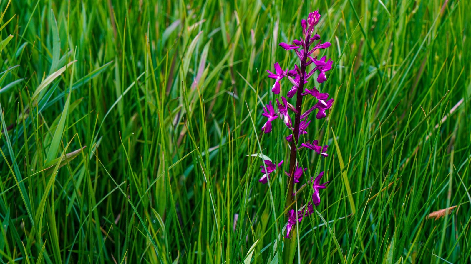 Sony a6500 sample photo. Flower, prado, wild photography