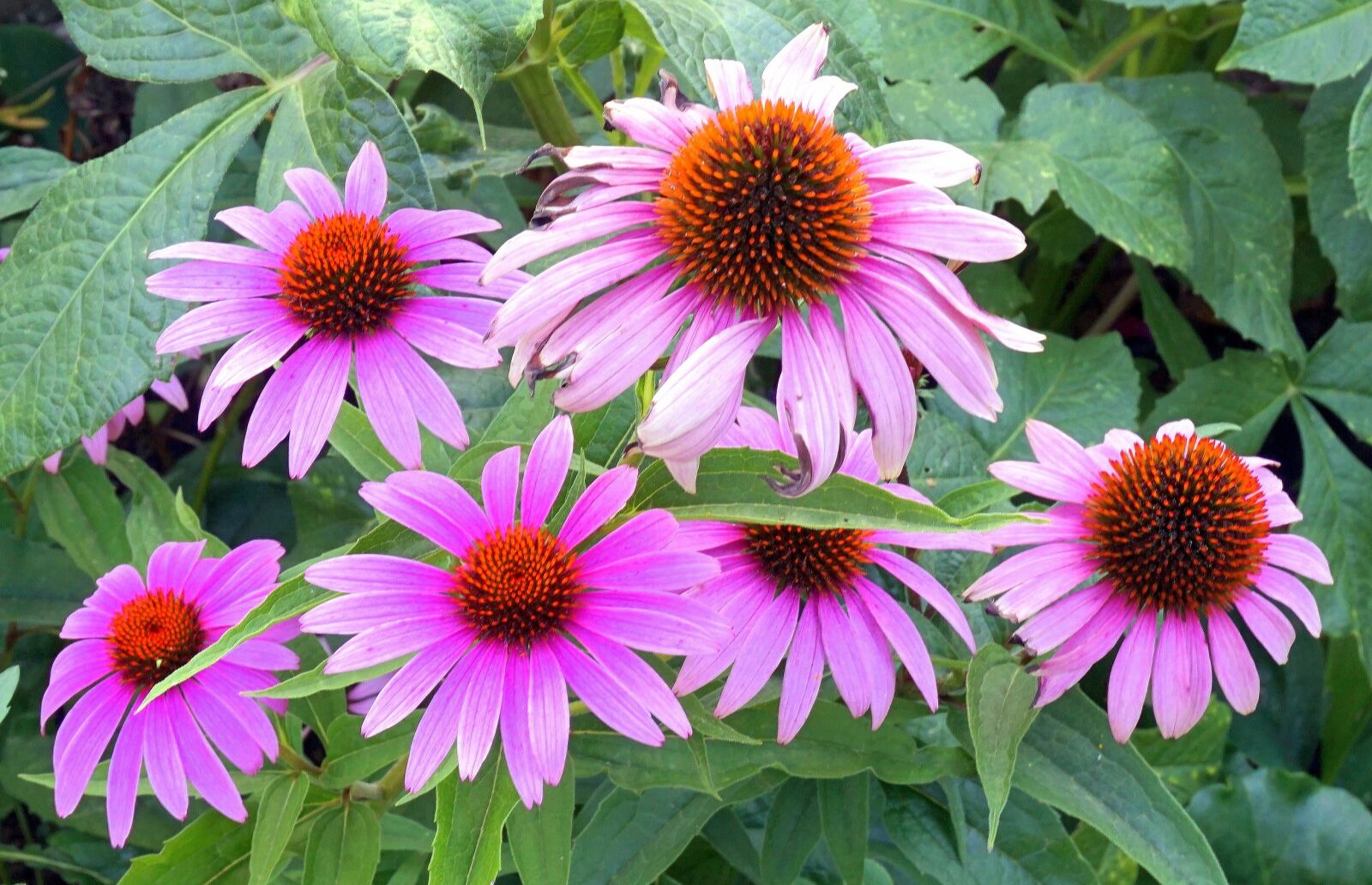 Sony Alpha a5000 (ILCE 5000) sample photo. Purple, garden, summer photography