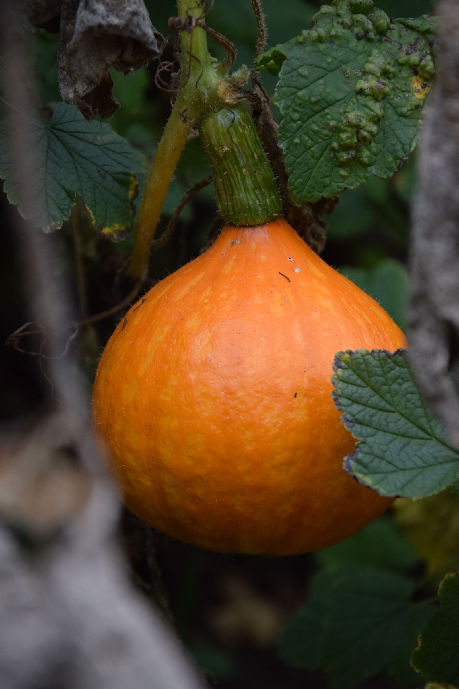 Nikon D5300 sample photo. Pumpkin, hokkaido, autumn photography