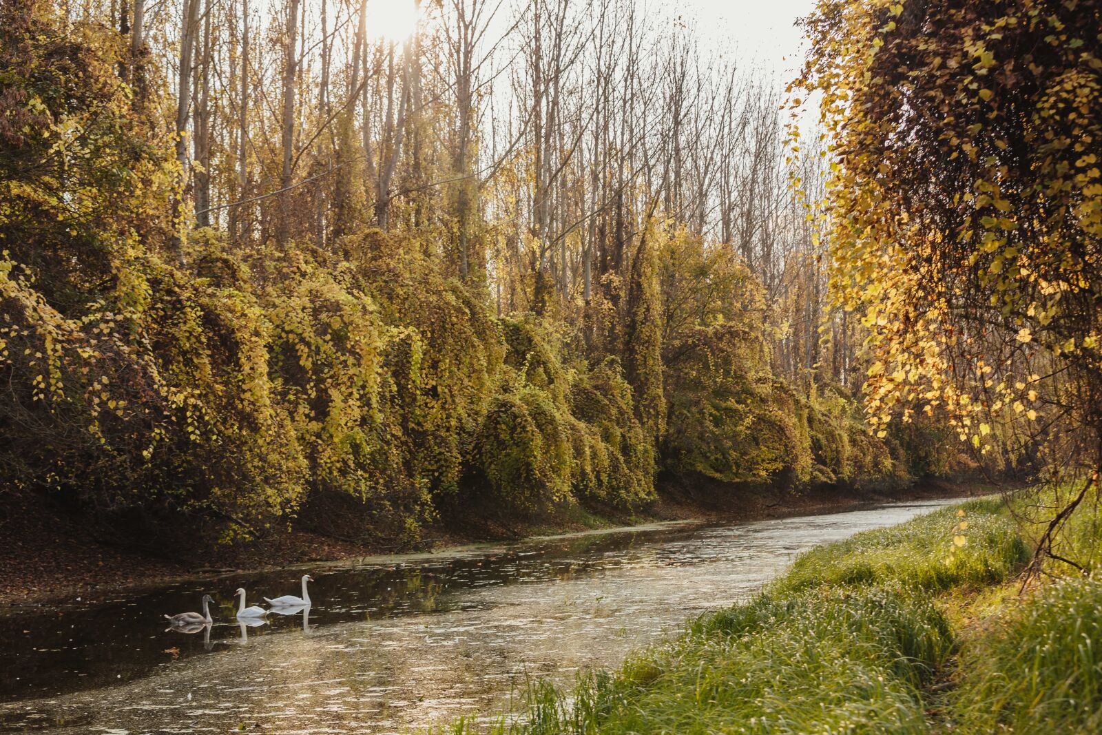 Canon EOS 5D Mark III sample photo. Autumn season, bird family photography