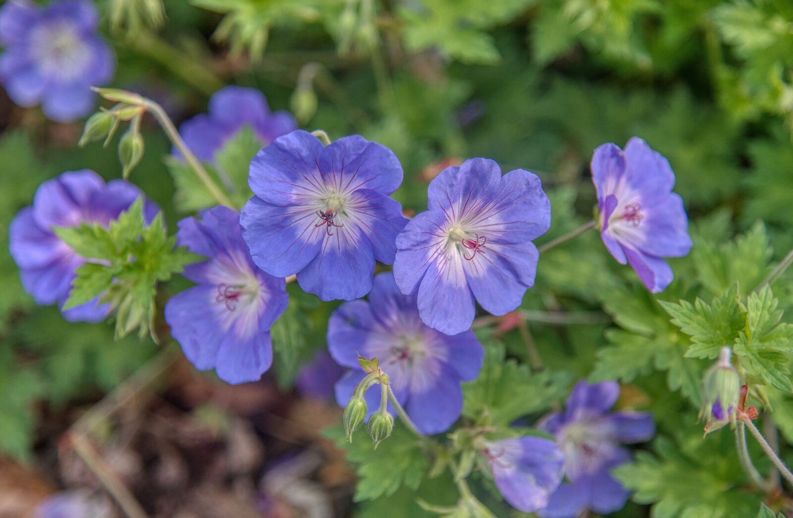 Nikon D750 sample photo. Meadow cranesbill, geranium pratense photography
