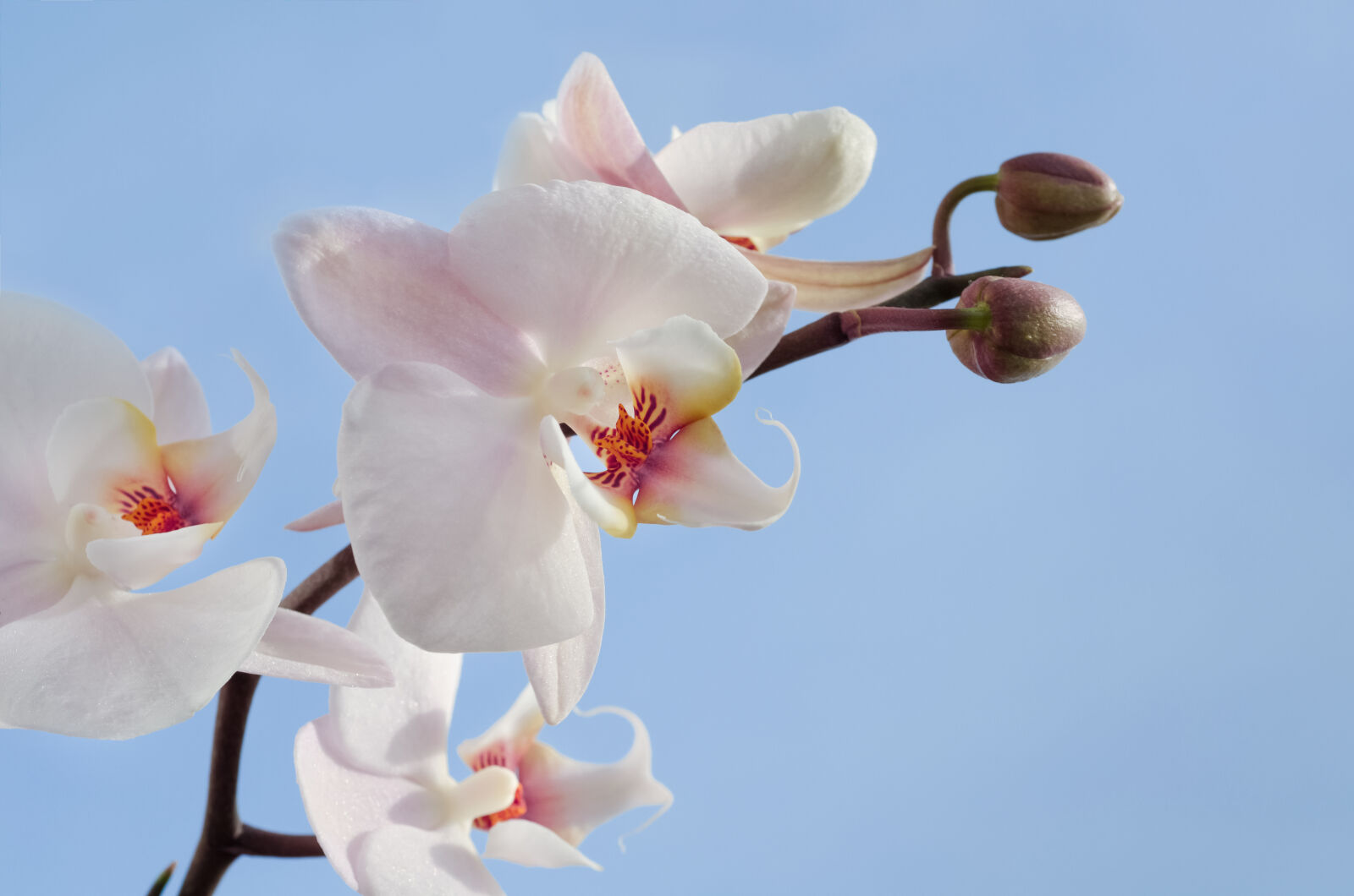 Nikon D7000 + AF Micro-Nikkor 55mm f/2.8 sample photo. Pink, and, white, orchids photography