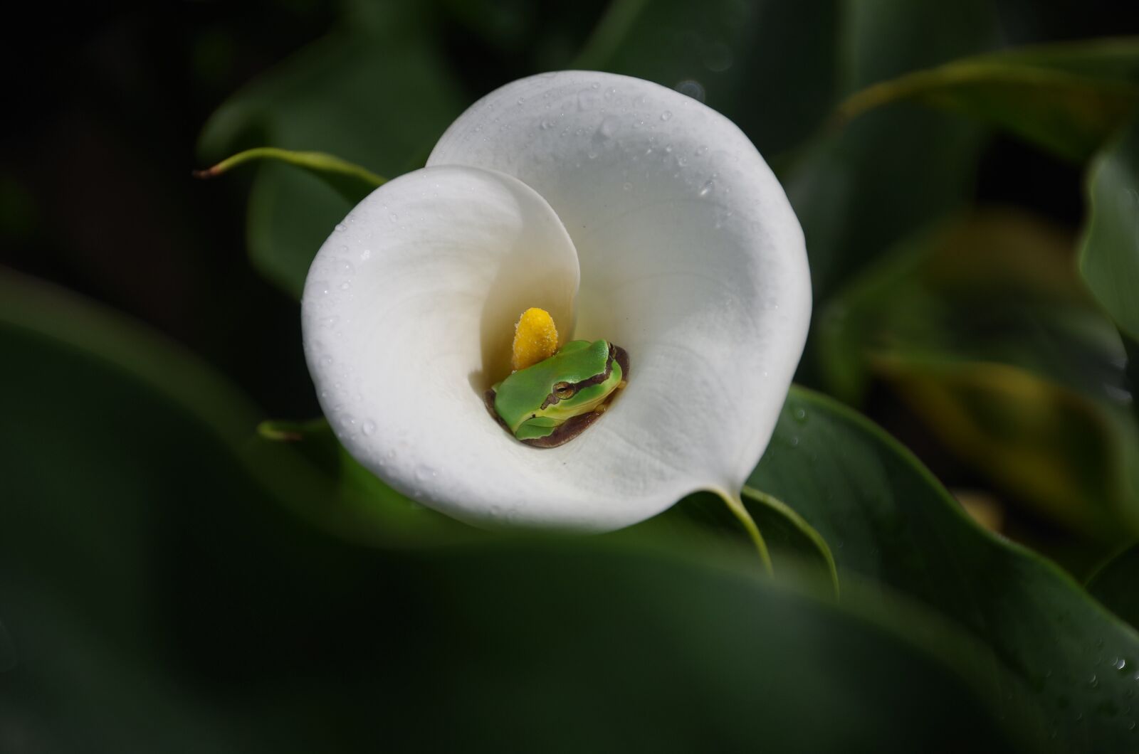 Pentax K-50 sample photo. Spring equinox, flowers and photography
