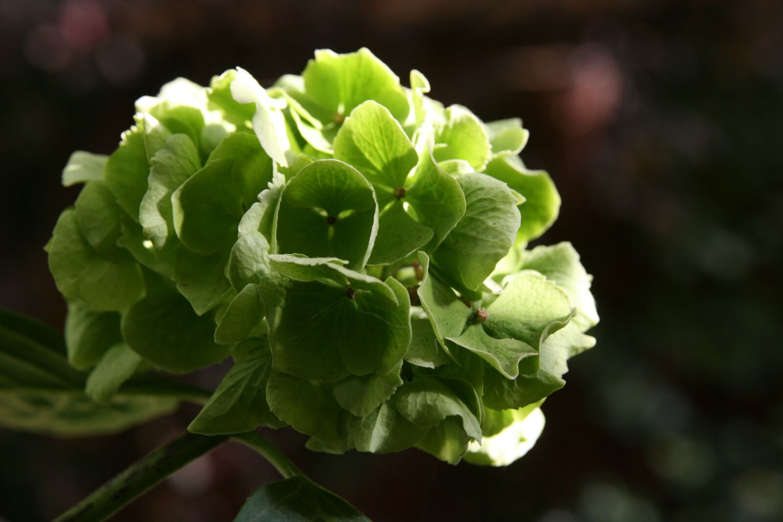 Canon EOS 400D (EOS Digital Rebel XTi / EOS Kiss Digital X) sample photo. Autumn, dry, hydrangea photography
