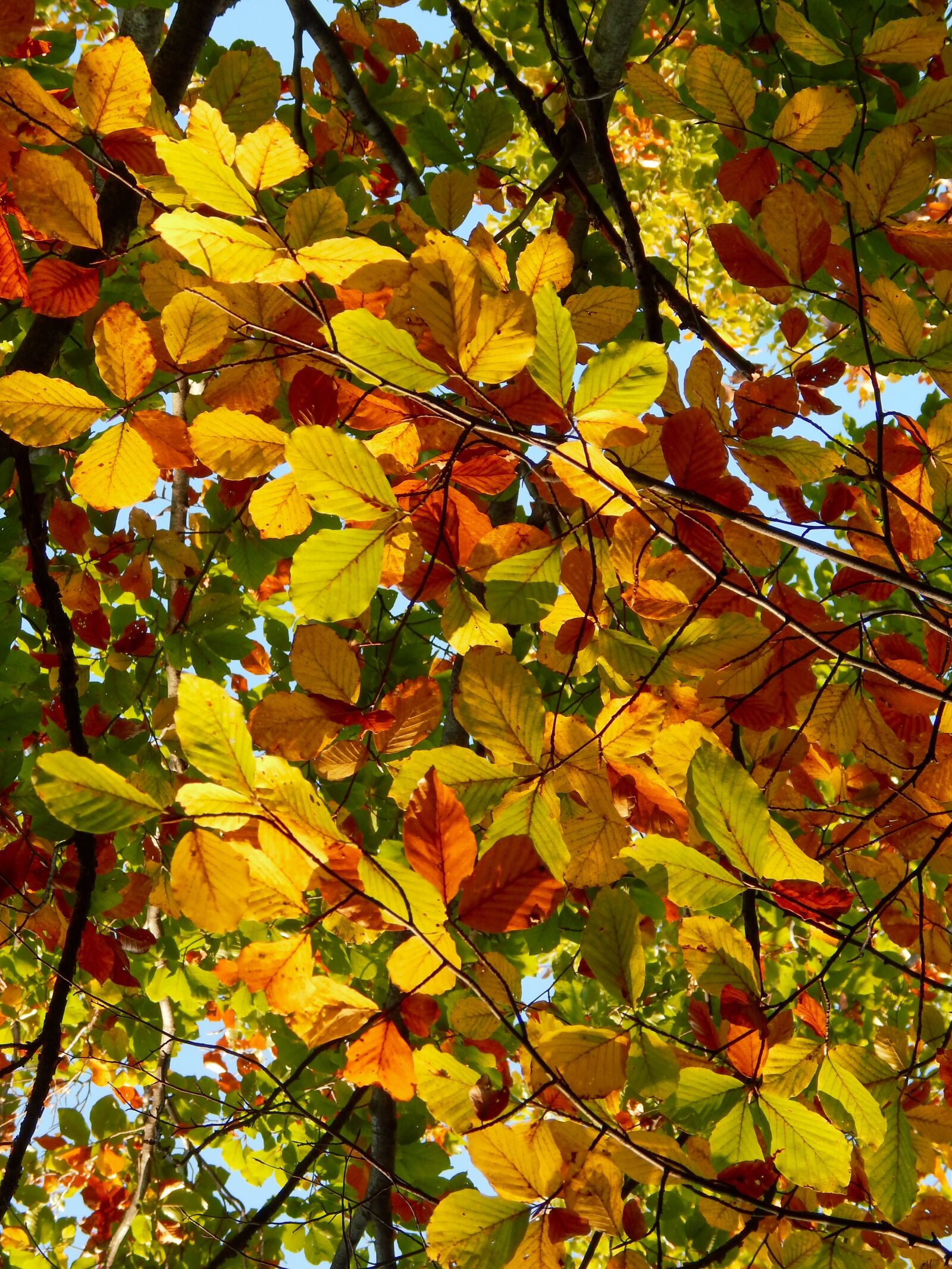 Nikon Coolpix L820 sample photo. Trees, colors, leaves photography