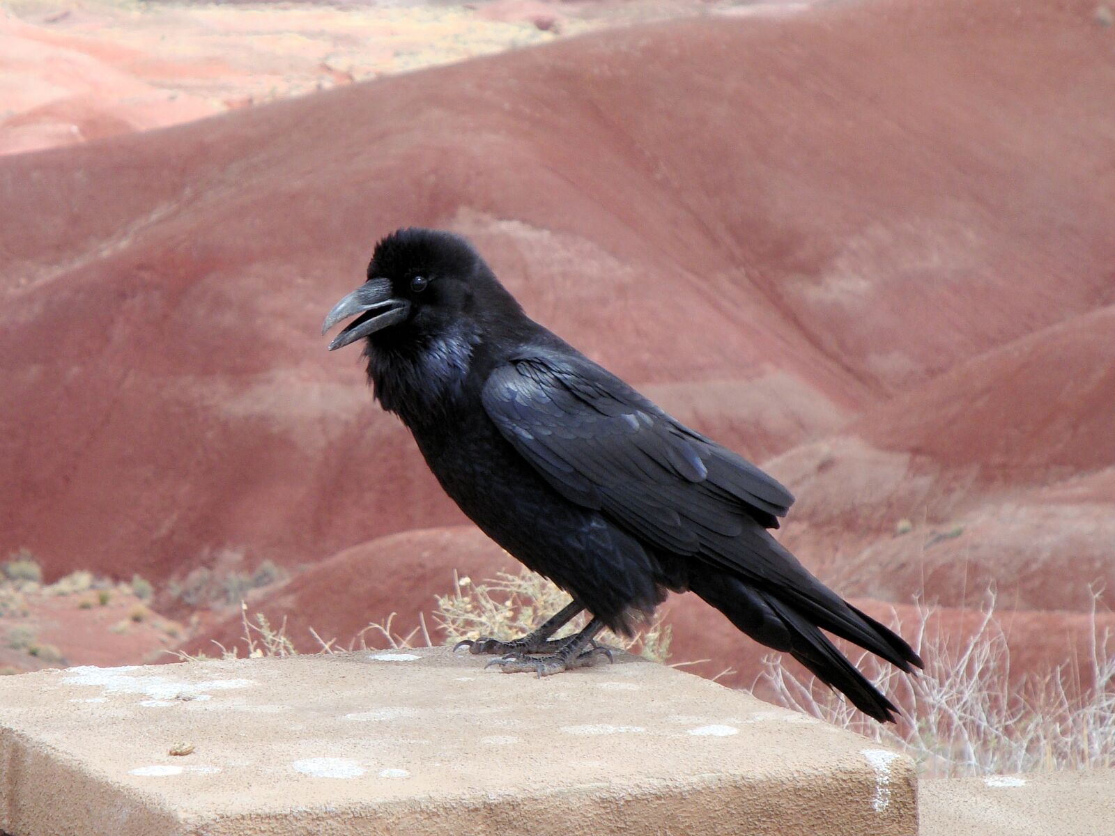 Sony Cyber-shot DSC-W150 sample photo. Raven, bird, crow photography