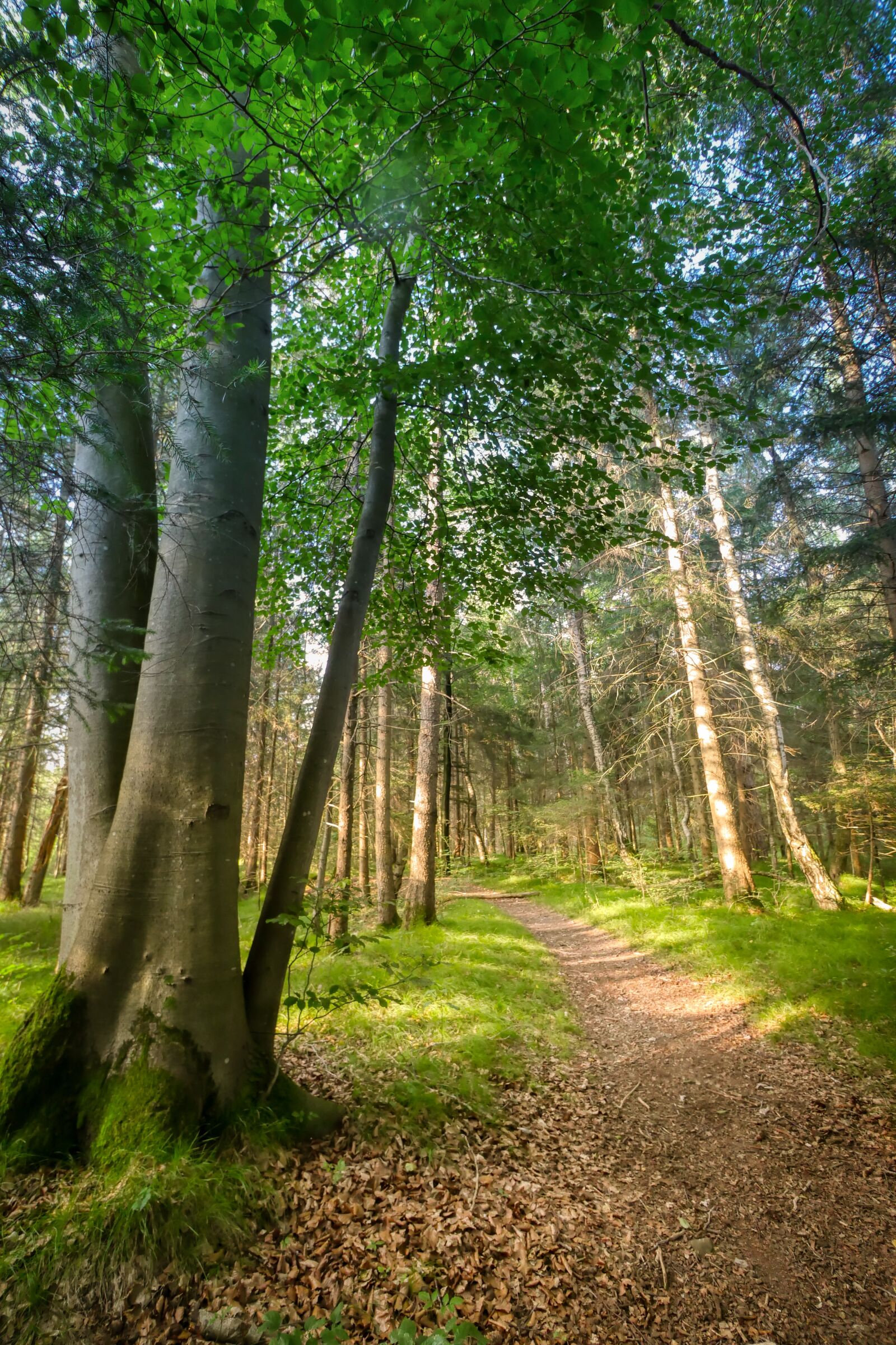 Panasonic Lumix DMC-GX8 sample photo. Forest, glade, away photography