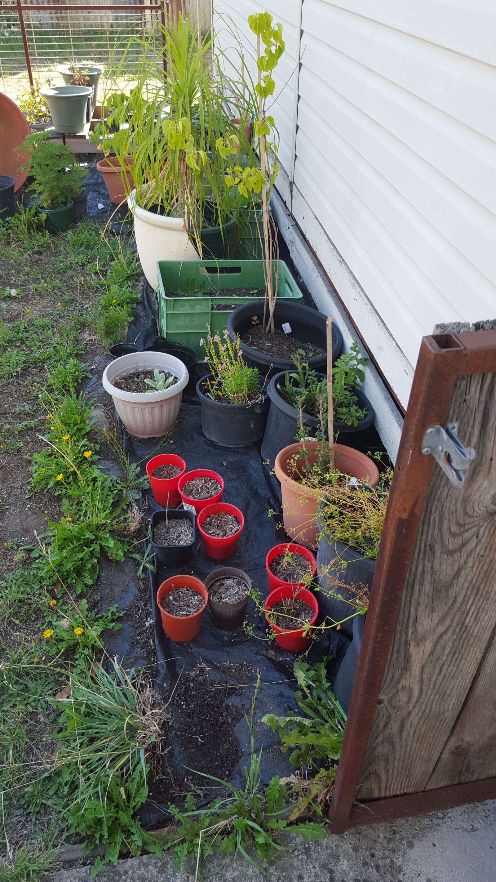 Samsung Galaxy S6 sample photo. Garden, plants photography