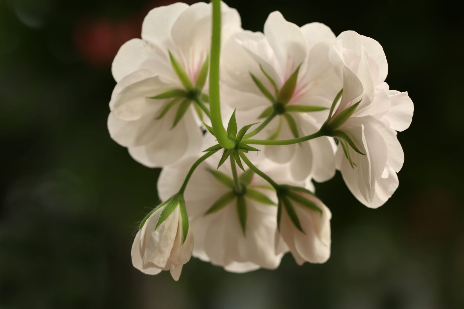 Canon EOS 80D sample photo. Flowers, geranium, white photography