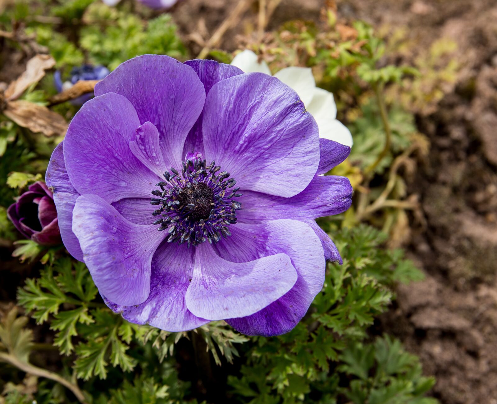Canon EOS 80D sample photo. Anemone, flower, plant photography