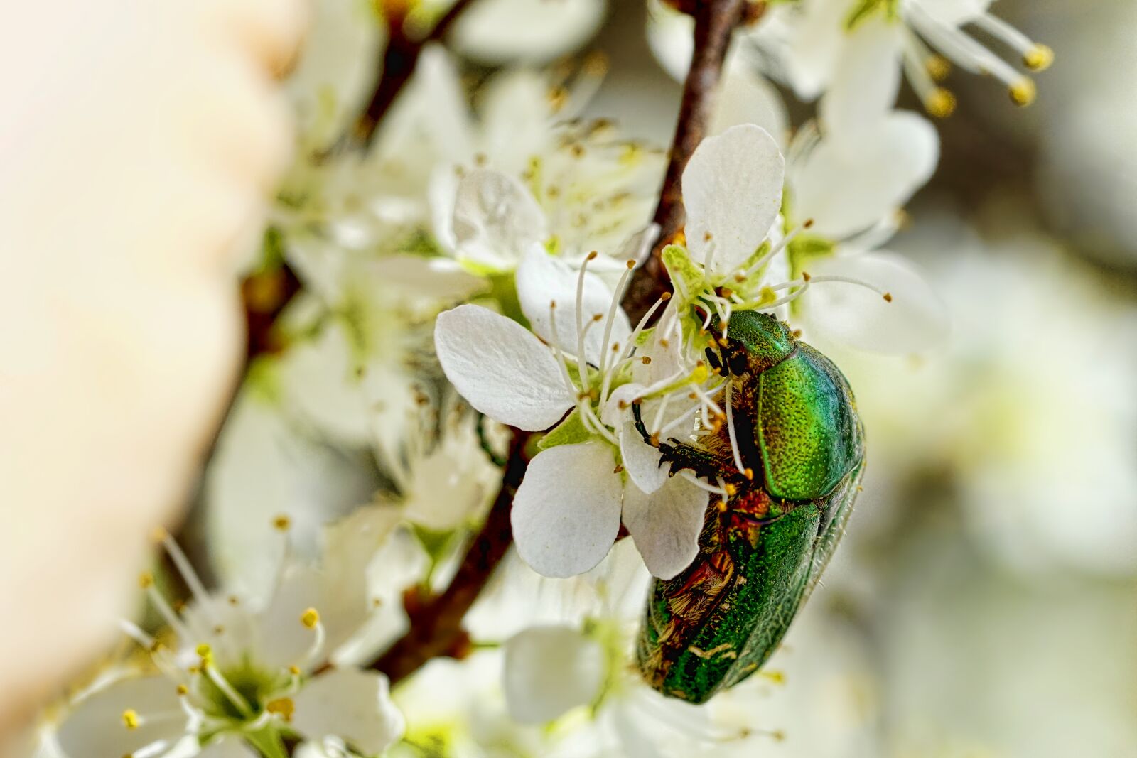 Sony a6000 + Sony FE 90mm F2.8 Macro G OSS sample photo. Blossom, nature, insect photography